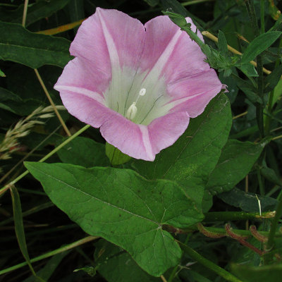Large Bindweed