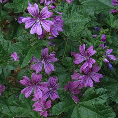 Mallow