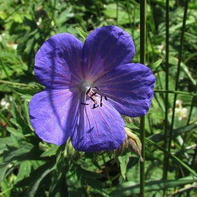 Meadow Cranesbill