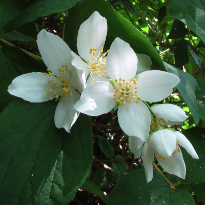Mock Orange