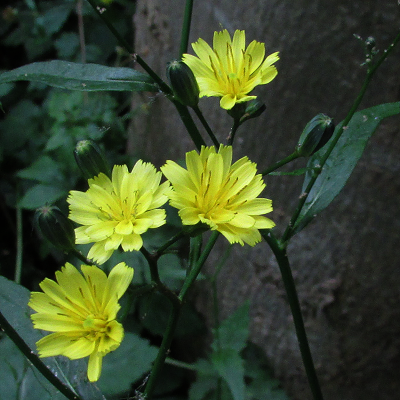 Nipplewort