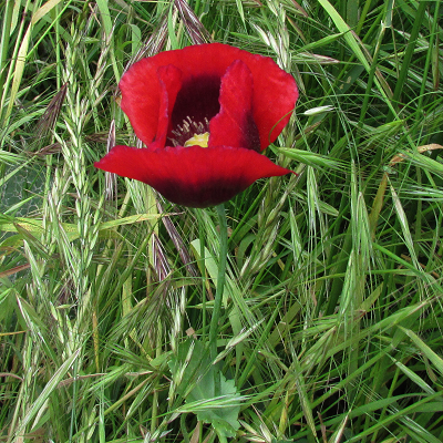 Opium Poppy
