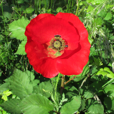 Field Poppy