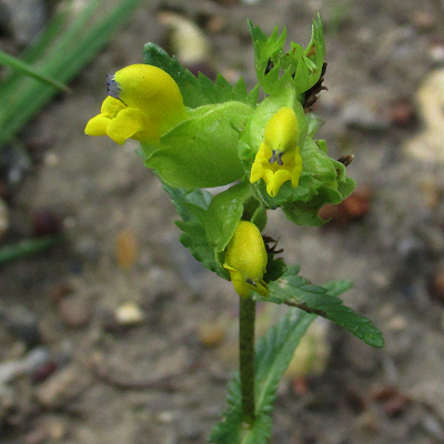 Yellow Rattle