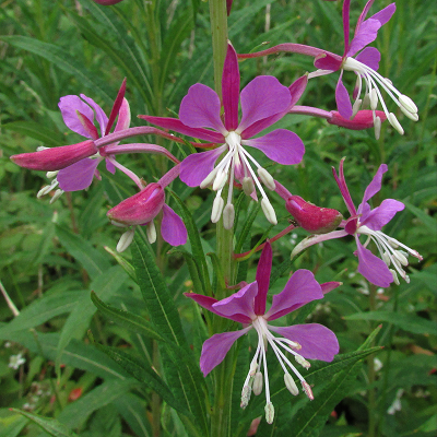 Rosebay Willowherb