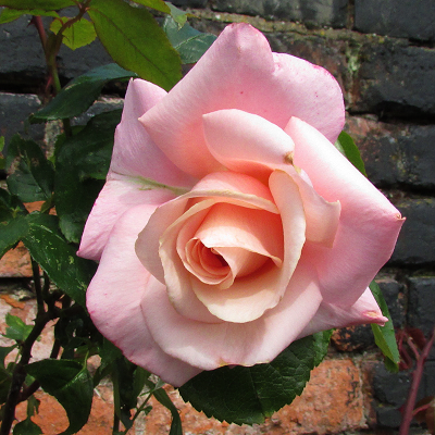 Garden Rose
