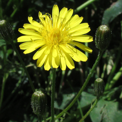 Smooth Hawksbeard