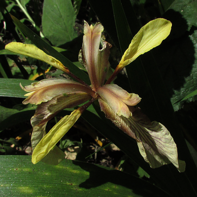 Stinking Iris