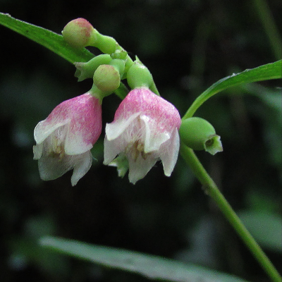 Snowberry