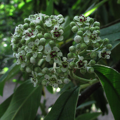 Tree Cotoneaster