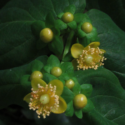 Tutsan