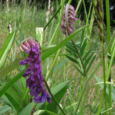 Tufted Vetch
