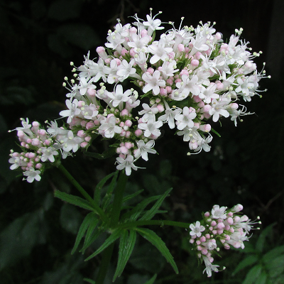 Common Valerian