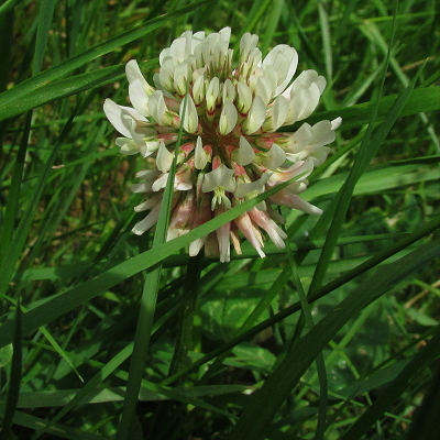 White Clover