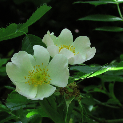 White Dog Rose