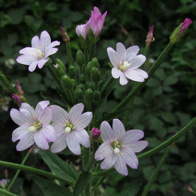 American Willowherb