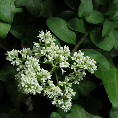 Wild Privet
