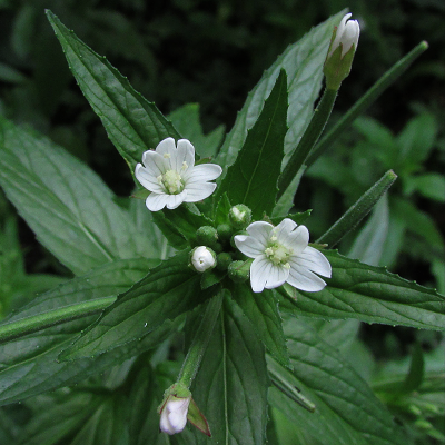Pale Willowherb