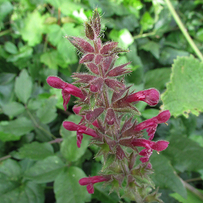 Hedge Woundwort