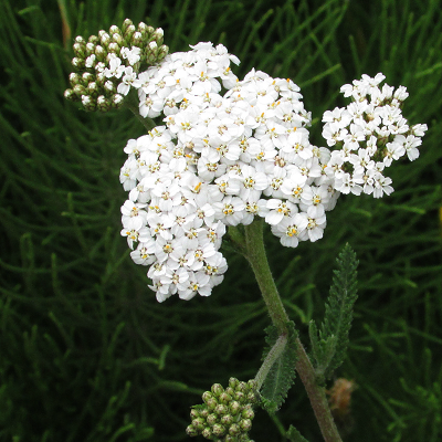 Yarrow