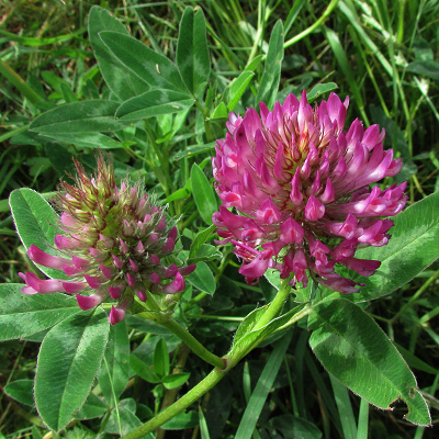 Zigzag Clover