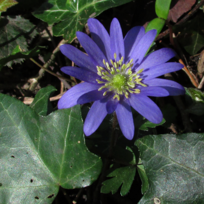 Balkan Anemone