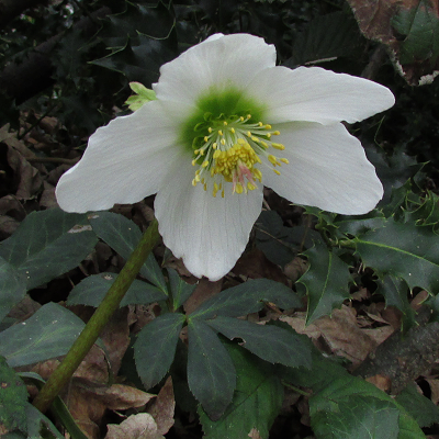 Black Hellebore