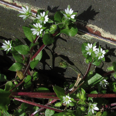 Chickweed