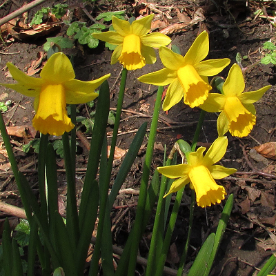 Daffodill