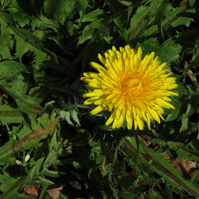 Dandelion