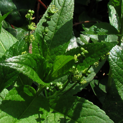 Dog's Mercury