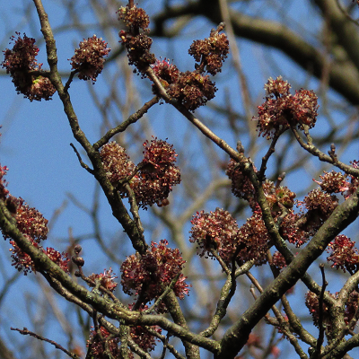 Elm