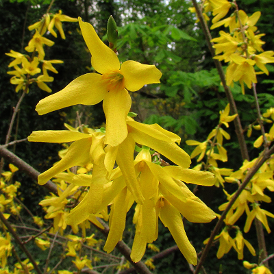 Forsythia