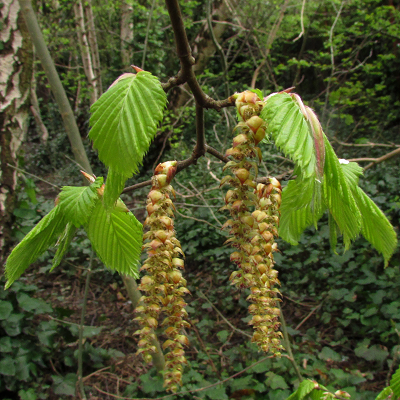 Hornbeam