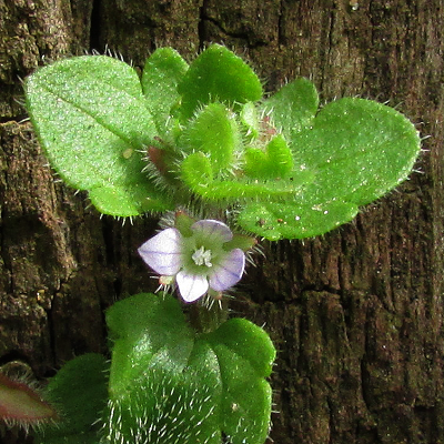 Ivy-leaved Speedwell