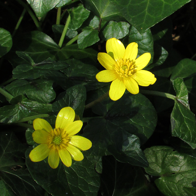Lesser Celandine