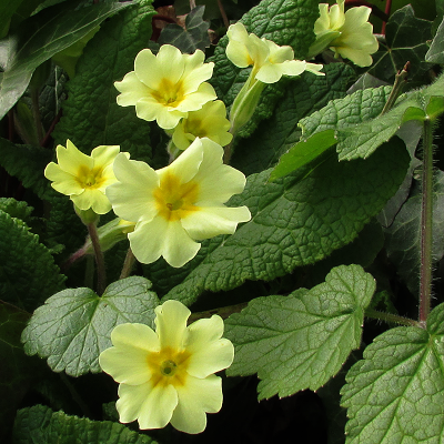 Primrose
