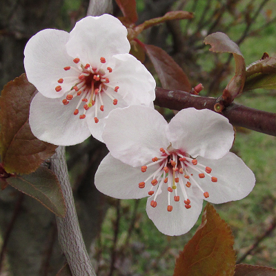 Red-leaved Plum