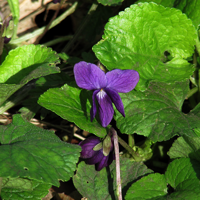 Sweet Violet
