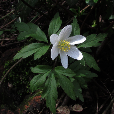 Wood Anemone