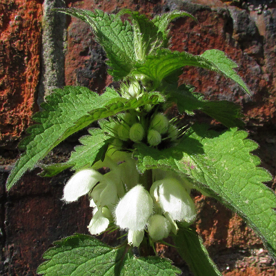 White Dead-nettle