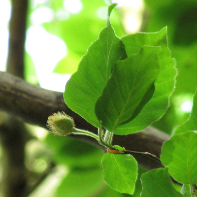 Beech