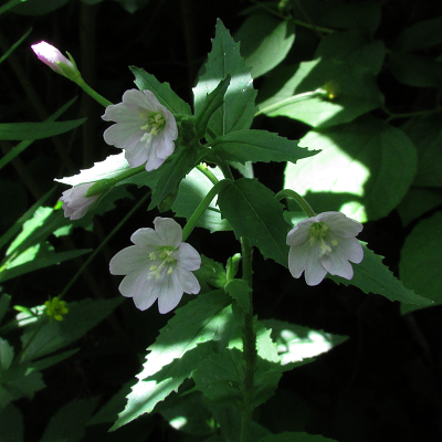 Broad-leaved Willowherb
