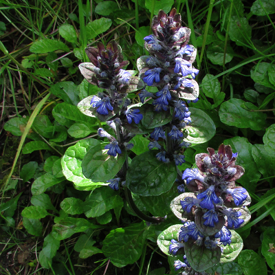 Bugle
