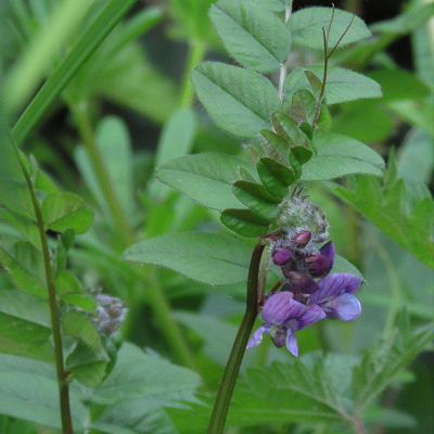 Bush Vetch