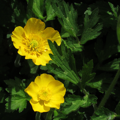 Creeping Buttercup