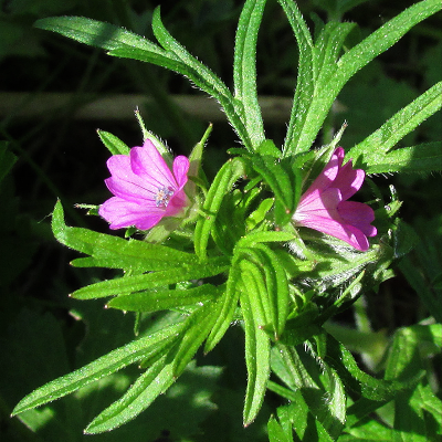 Cut-leaved Cranesbill