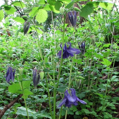 Columbine