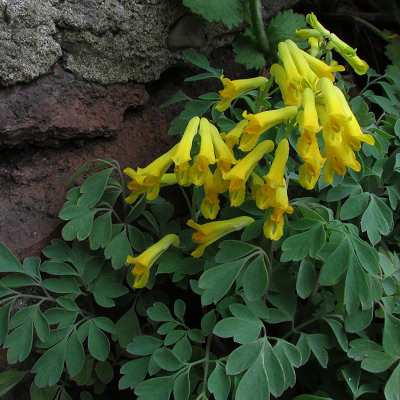 Yellow Corydalis