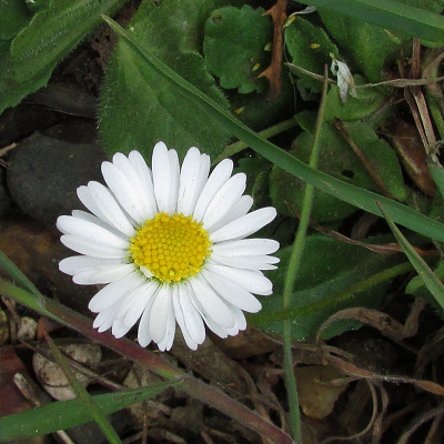 Daisy